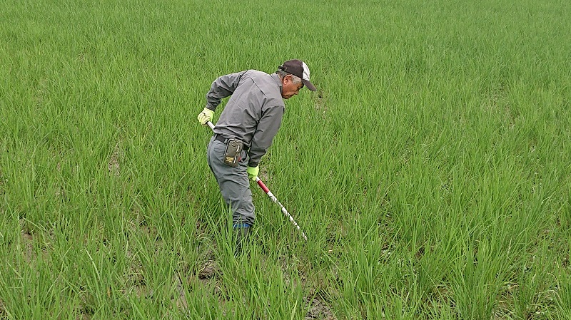 三角ホ―(鍬)での草取り作業です。