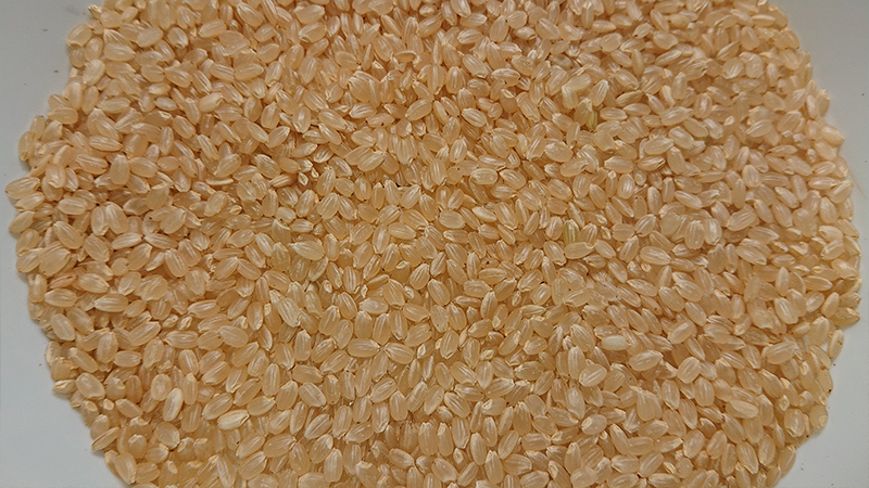 自然栽培「ササニシキ」