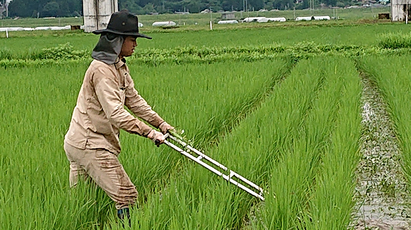 息子の昌也も黙々と手押し中耕除草を続けました。