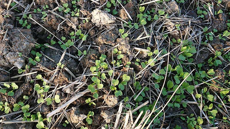 ドローンで蒔いた菜の花の種が発芽しました