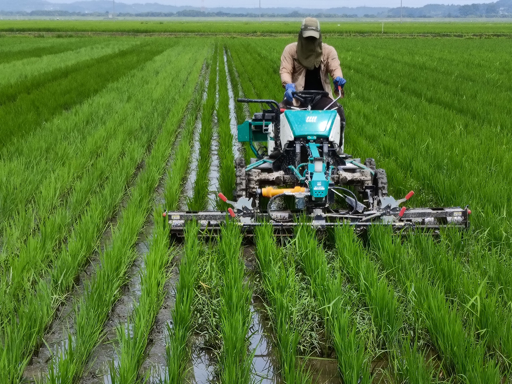有機・自然栽培ほ場の機械除草