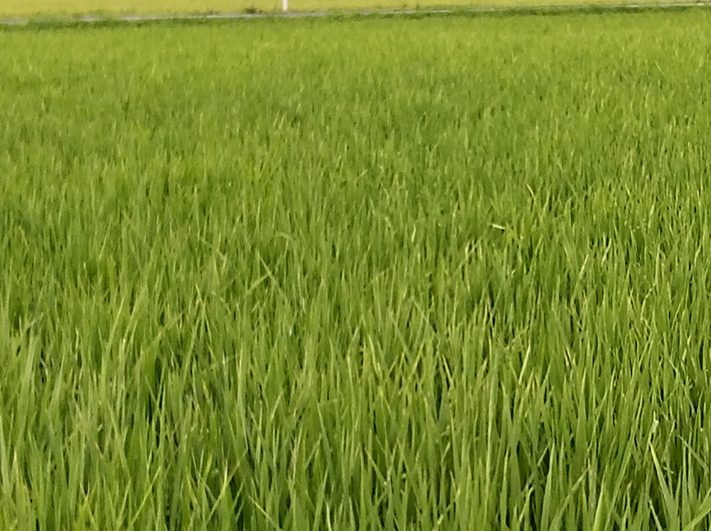 令和８年産出穂