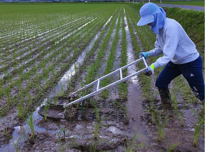 除草作業