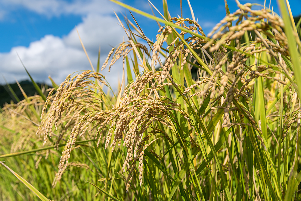 無農薬玄米の栄養